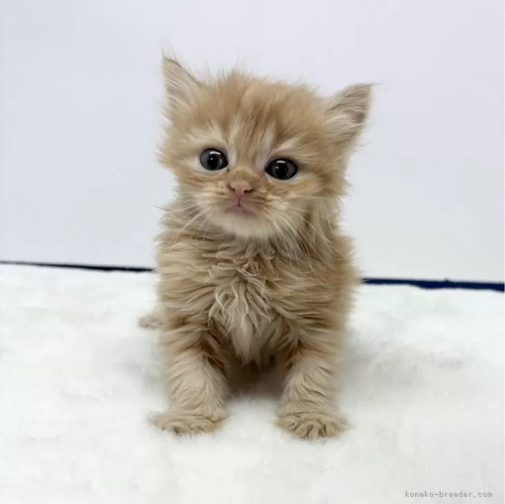 ID:2405-01317の子猫