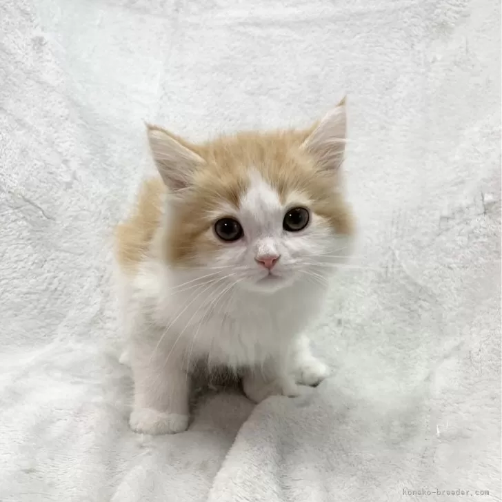 ID:2312-01056の子猫