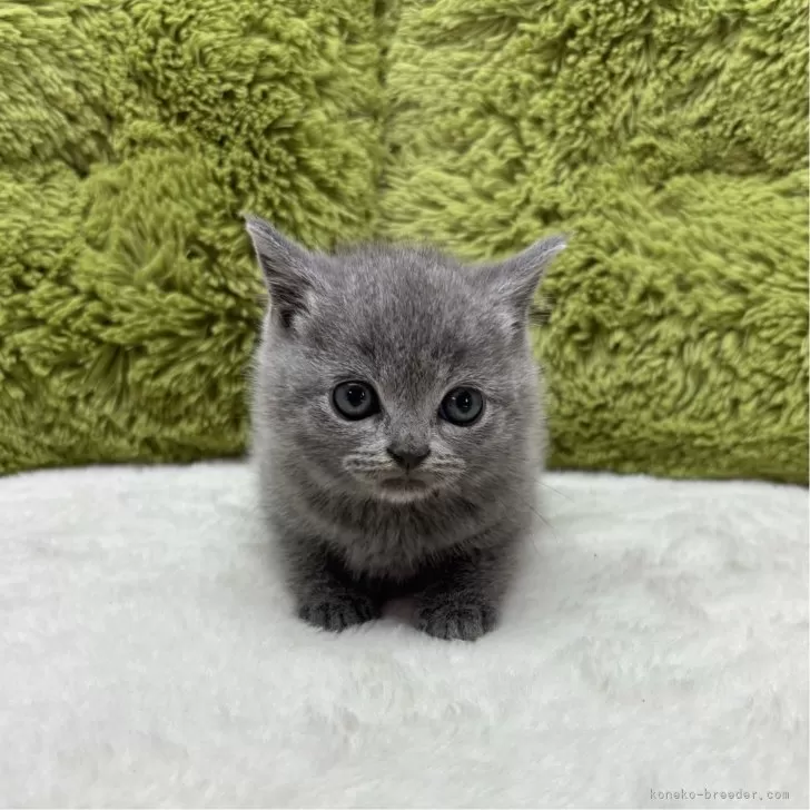 T.N 様のお迎えした子猫