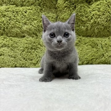 ブリティッシュショートヘア【愛知県・男の子・2024年6月7日・ブルー】の写真「かわいい3兄弟🐈✨」