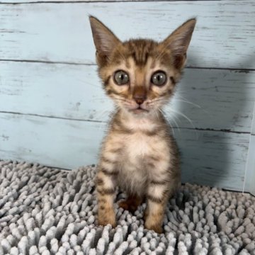ベンガル【愛知県・男の子・2023年6月19日・ブラウンスポテッドタビー】の写真「かわいいベンガルちゃん〜お迎え5大特典あり🎁💝」