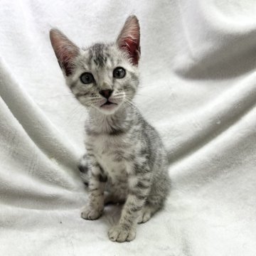 ベンガル【愛知県・男の子・2024年2月17日・シルバースポテッドタビー】の写真「唯一のシルバーくん😽✨」