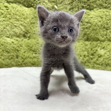 マンチカン(長足)【愛知県・男の子・2024年8月3日・スモークブラック】の写真「少し寂しがり屋な男の子🐈✨」