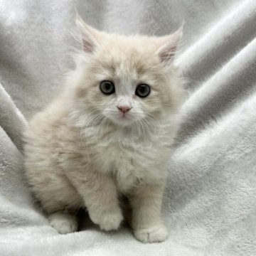 サイベリアン【愛知県・女の子・2024年2月24日・クリーム&ホワイト】の写真「唯一のクリーム🐈」
