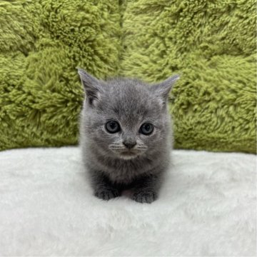ブリティッシュショートヘア【愛知県・男の子・2024年10月7日・ブルー】の写真「人間だいすき😸」