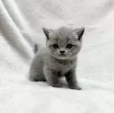 ブリティッシュショートヘア【愛知県・男の子・2024年1月16日・ブルー】の写真1