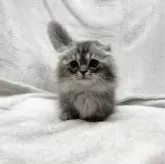 マンチカン(短足)【愛知県・男の子・2023年11月15日・ブルー&ホワイト】の写真4