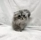 マンチカン(短足)【愛知県・男の子・2023年11月15日・ブルー&ホワイト】の写真5