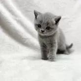 ブリティッシュショートヘア【愛知県・男の子・2024年1月16日・ブルー】の写真5