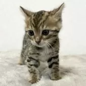 ベンガル【愛知県・女の子・2024年12月13日・ブラウンスポテッドタビー】の写真10