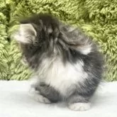 マンチカン(短足)【愛知県・女の子・2025年7月28日・ブラウンパッチドタビー&ホワイト】の写真10