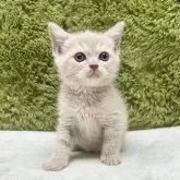 ブリティッシュショートヘア【愛知県・男の子・2025年7月19日・クリーム】の写真3