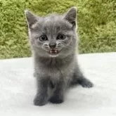 ブリティッシュショートヘア【愛知県・女の子・2025年7月26日・ブルー】の写真13