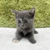 ブリティッシュショートヘア【愛知県・女の子・2025年7月19日・ブルー&クリーム】の写真4