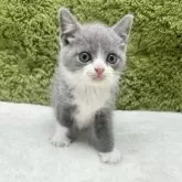 ブリティッシュショートヘア【愛知県・男の子・2025年7月26日・ブルー&ホワイト】の写真11