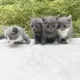 ブリティッシュショートヘア【愛知県・女の子・2025年7月26日・ブルー】の写真15