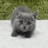 ブリティッシュショートヘア【愛知県・女の子・2025年7月26日・ブルー】の写真5