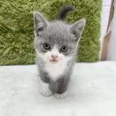 ブリティッシュショートヘア【愛知県・男の子・2025年7月26日・ブルー&ホワイト】の写真14