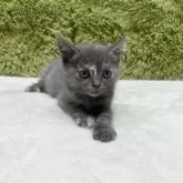 ブリティッシュショートヘア【愛知県・女の子・2025年7月19日・ブルー&クリーム】の写真7