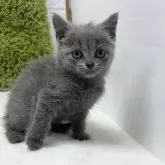 ブリティッシュショートヘア【愛知県・女の子・2025年7月26日・ブルー】の写真4