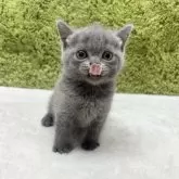 ブリティッシュショートヘア【愛知県・男の子・2025年7月26日・ブルー】の写真7