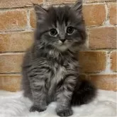 ミヌエット(長足)【愛知県・女の子・2025年12月14日・ブルー】の写真3