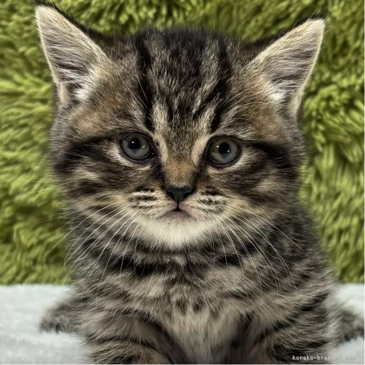 マンチカン(長足)【愛知県・女の子・2025年10月19日・ブラウンパッチドタビー】の写真1