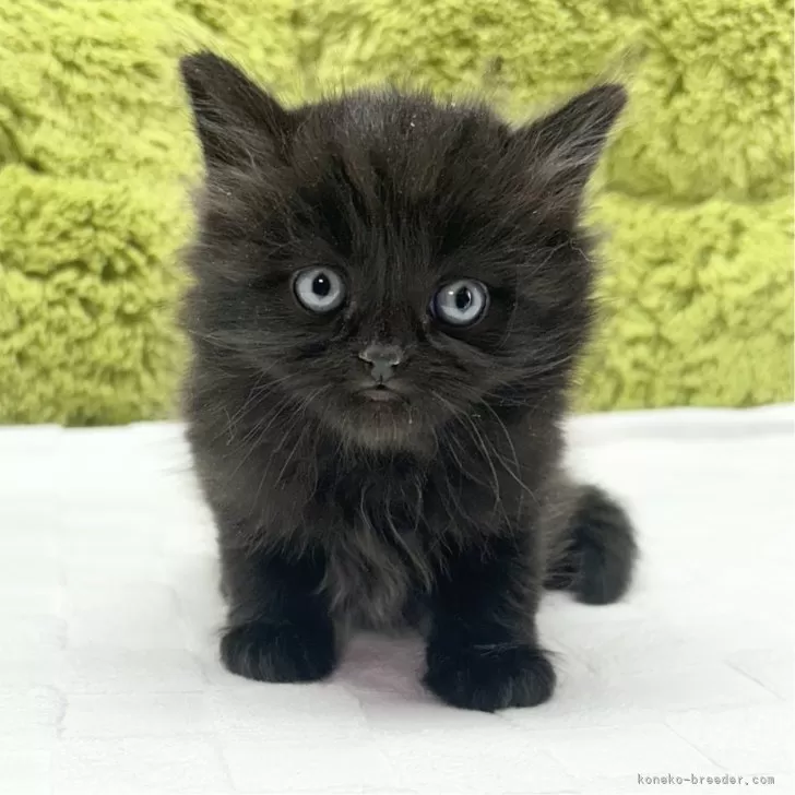 ID：2501-00966の子猫