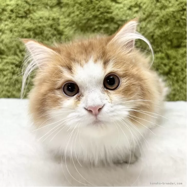 マンチカン(長足)【愛知県・男の子・2025年5月17日・レッドタビー】の写真1