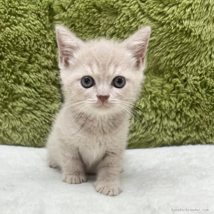 ブリティッシュショートヘア【愛知県・男の子・2025年7月19日・クリーム】の写真1