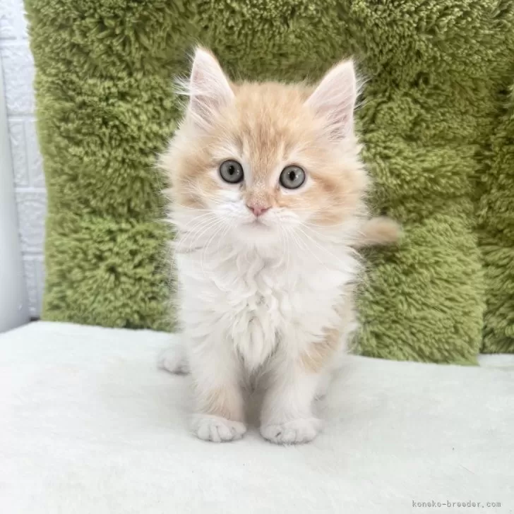 ID：2502-02133の子猫
