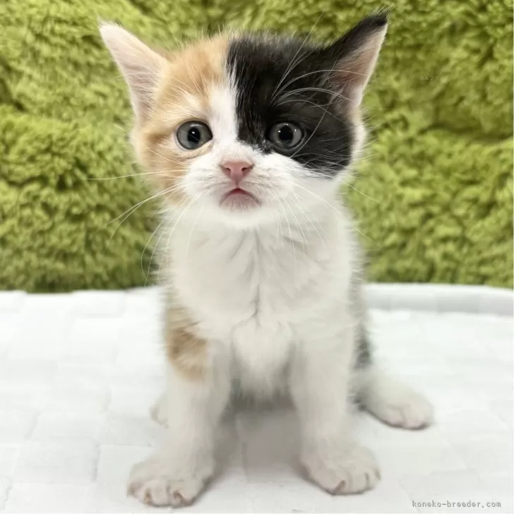 ID:2501-00963の子猫