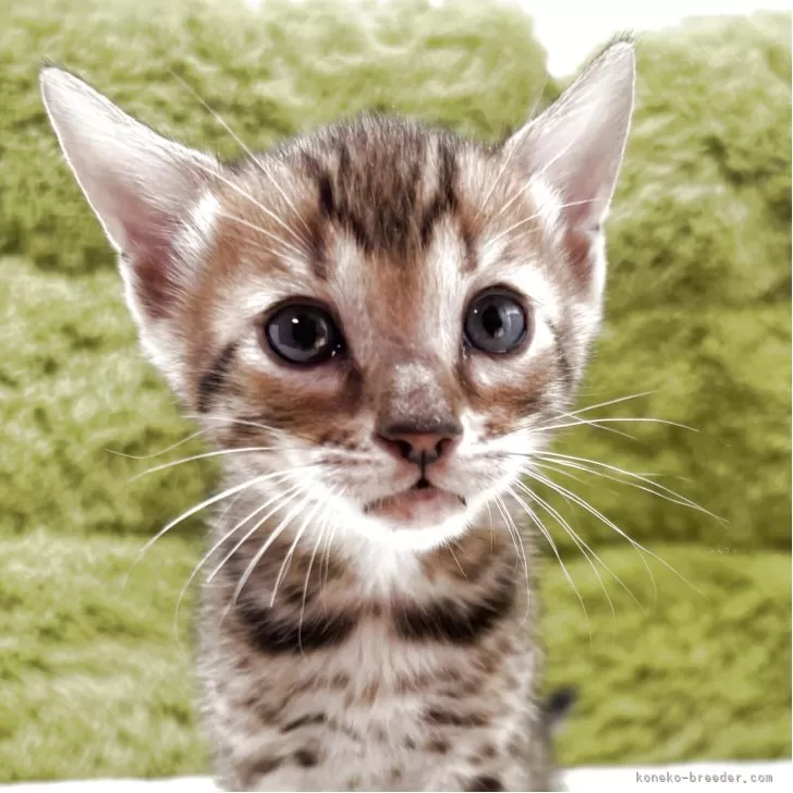 ID:2504-03089の子猫