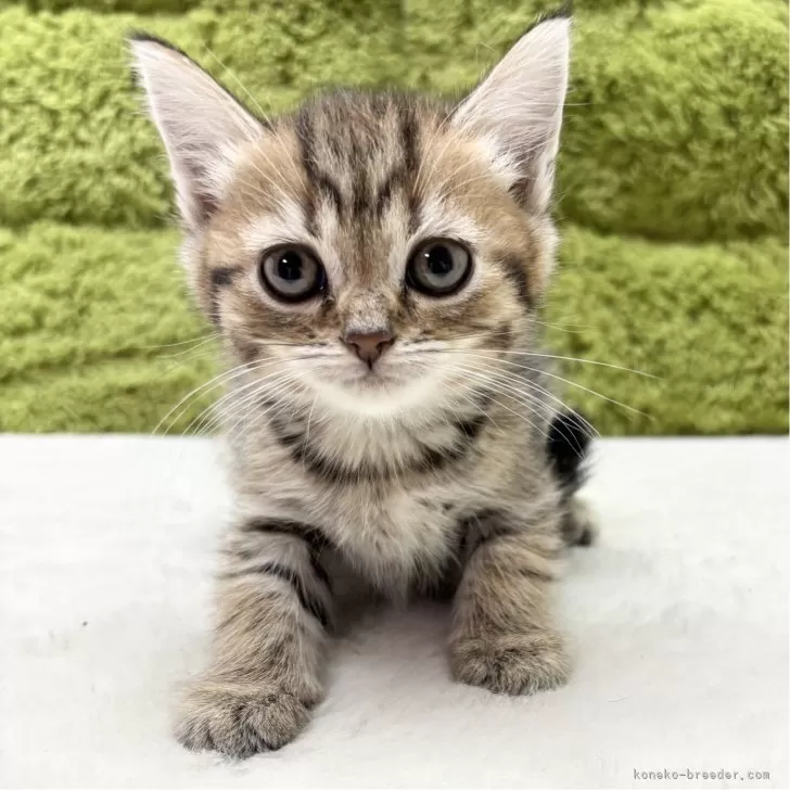 イブとココとくーちゃんにチャッピー 様のお迎えした子猫
