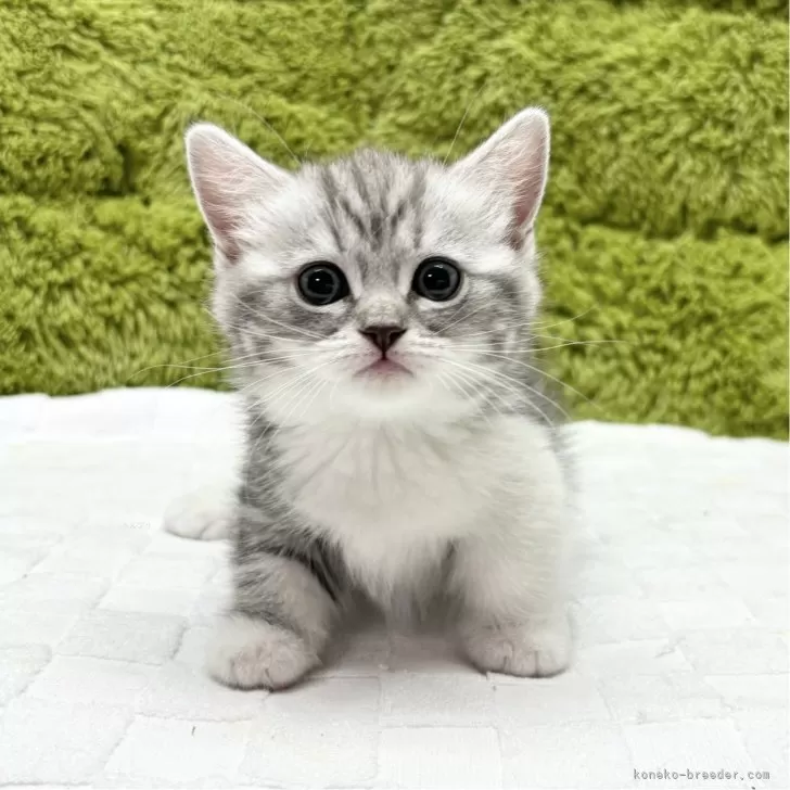 だいや 様のお迎えした子猫