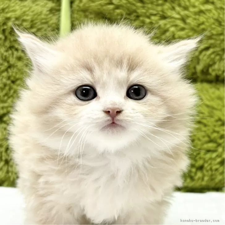 ID:2502-02149の子猫