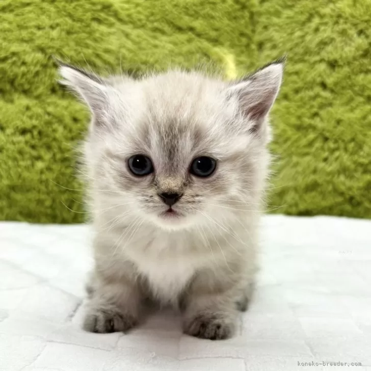 ID:2502-00707の子猫