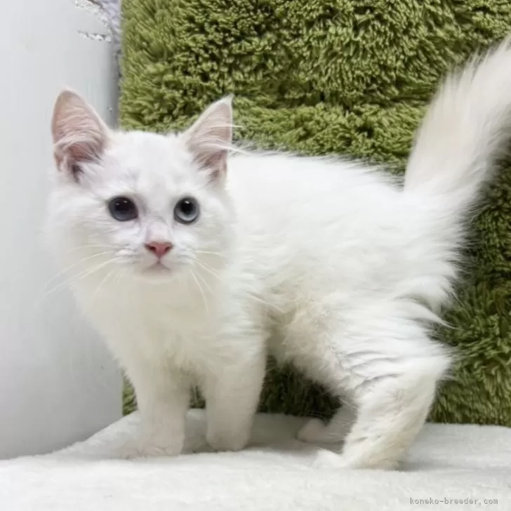 ID：2509-00730の子猫