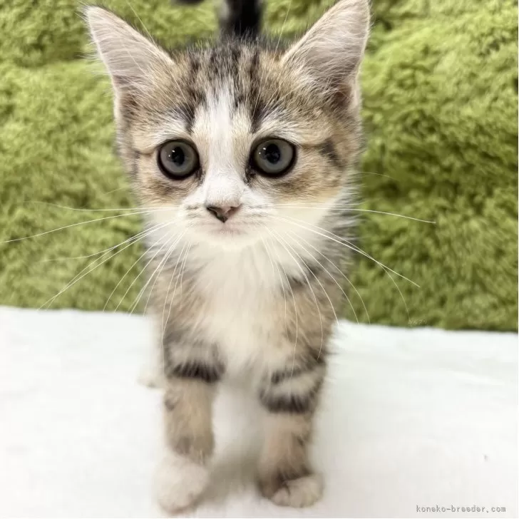 マンチカン(長足)【愛知県・女の子・2025年9月6日・ブラウンパッチドタビー&amp;ホワイト】の写真1