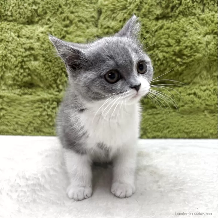 ID：2505-01369の子猫