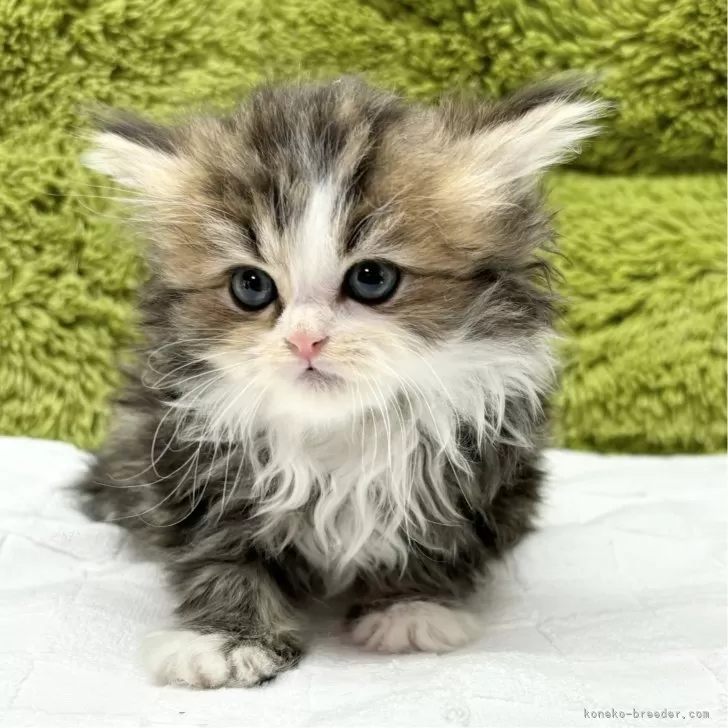 ID:2502-00717の子猫
