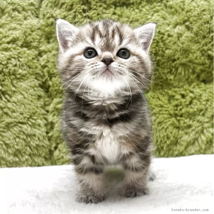 ID：2505-02201の子猫