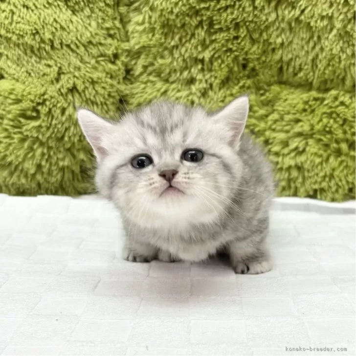ID:2501-01585の子猫