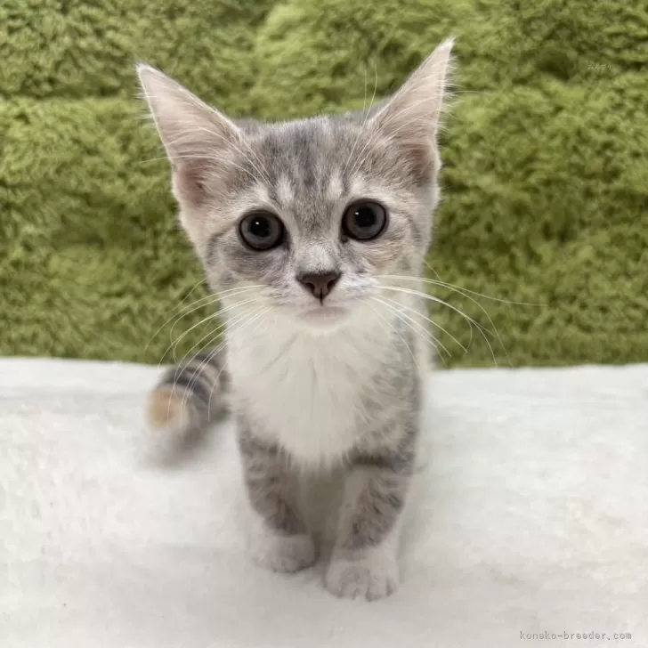A.M 様のお迎えした子猫