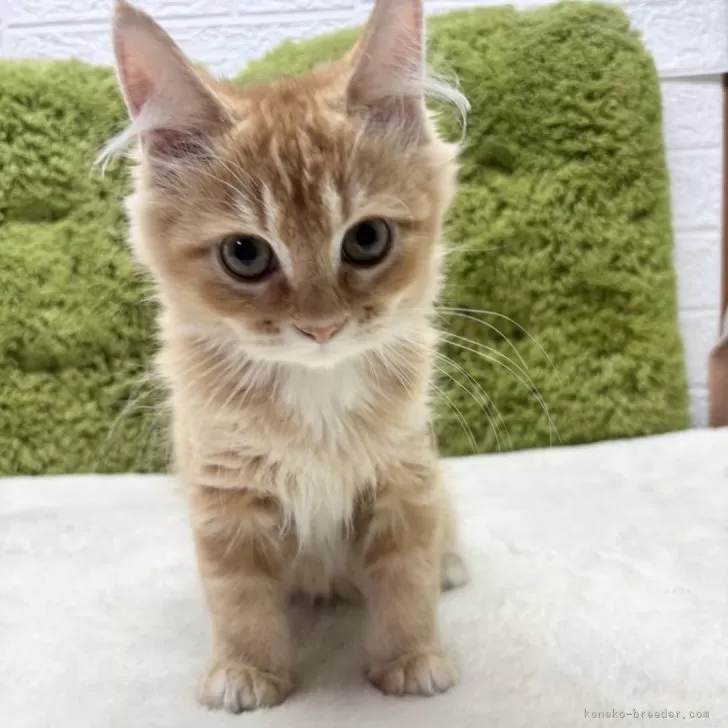 マンチカン(長足)【愛知県・男の子・2025年4月22日・レッドタビー】の写真1