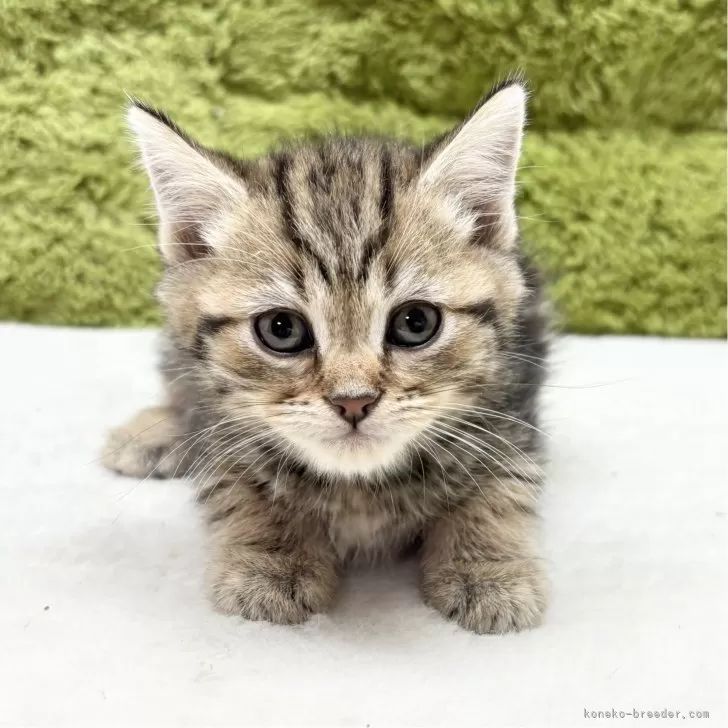 ID:2503-01903の子猫