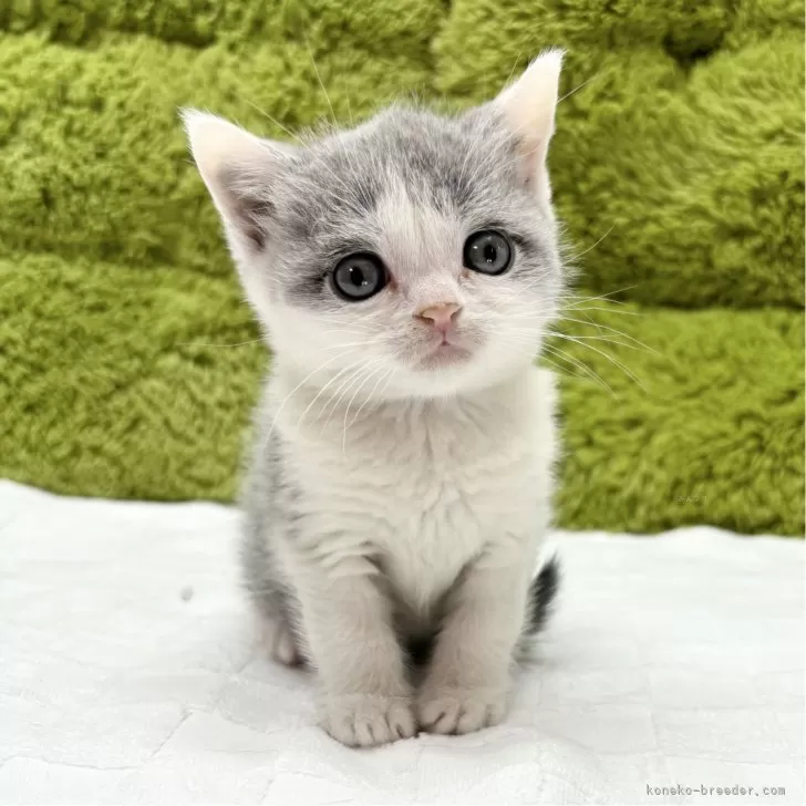 ID:2502-01293の子猫