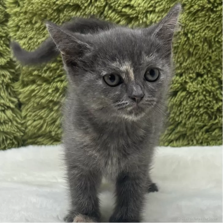 ブリティッシュショートヘア【愛知県・女の子・2025年7月19日・ブルー&amp;クリーム】の写真1