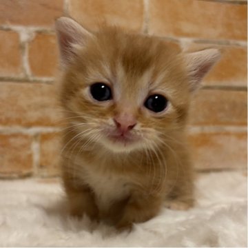 マンチカン(短足)【愛知県・男の子・2025年11月18日・レッドタビー（短毛）】の写真「兄弟の中で小柄です🥰」