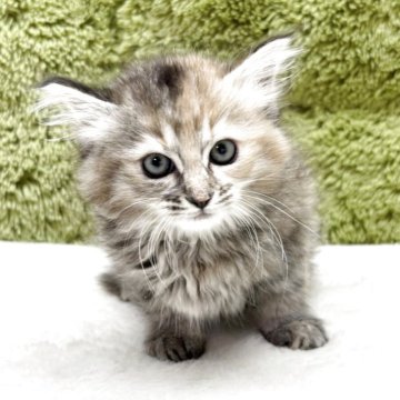 マンチカン(長足)【愛知県・女の子・2025年4月16日・ブラウンタビー】の写真「毛量抜群🐈」
